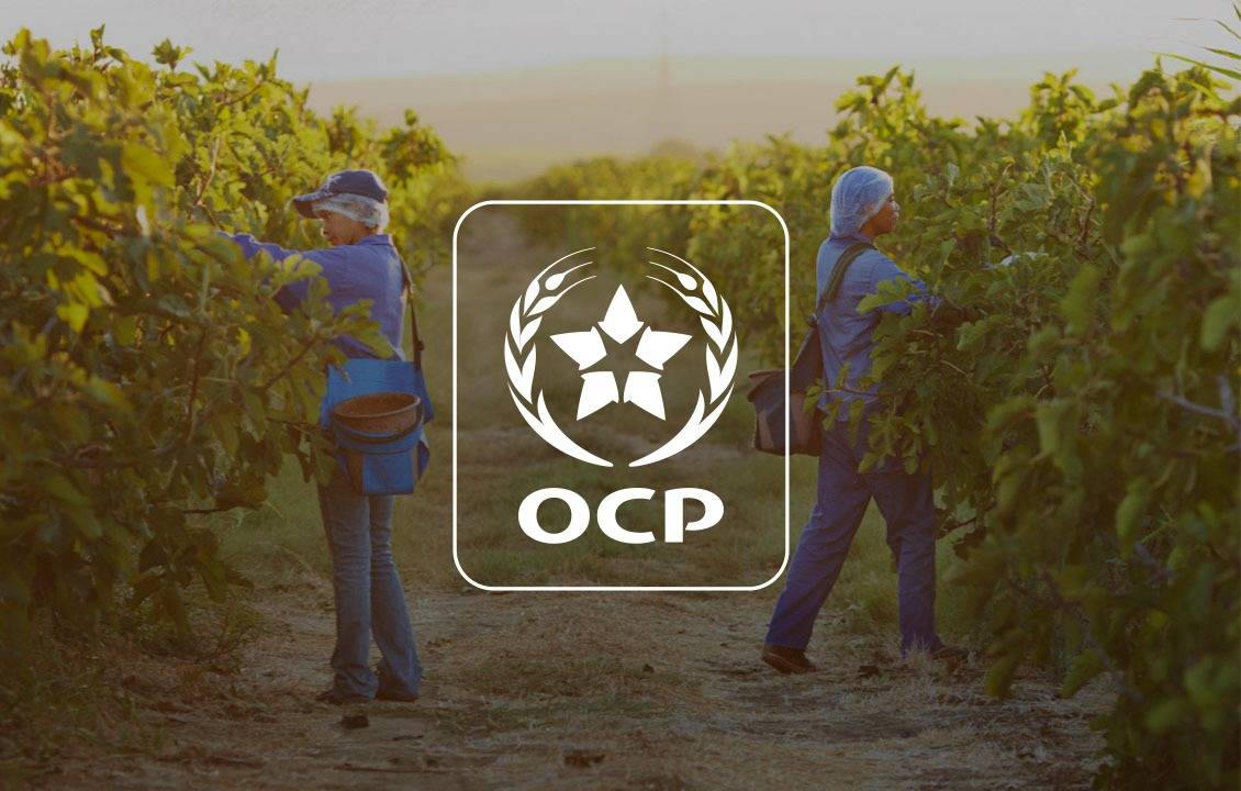  Seguridad alimentaria en África: el Grupo OCP destina 4 Mt de fertilizantes