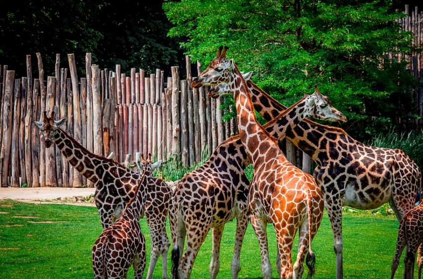  Canadienses marroquíes exigen corrección de un mapa en el Parque Safari